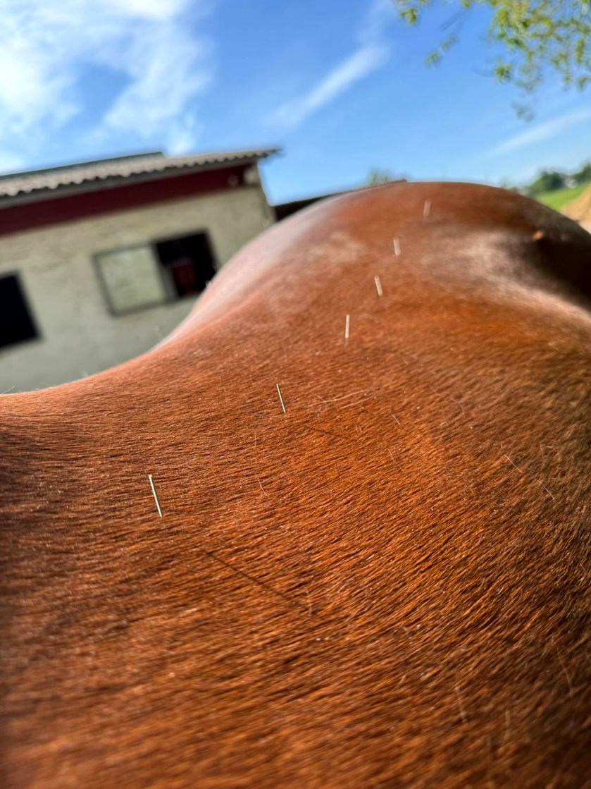 Vet Therapie Dry-Needling-Therapie