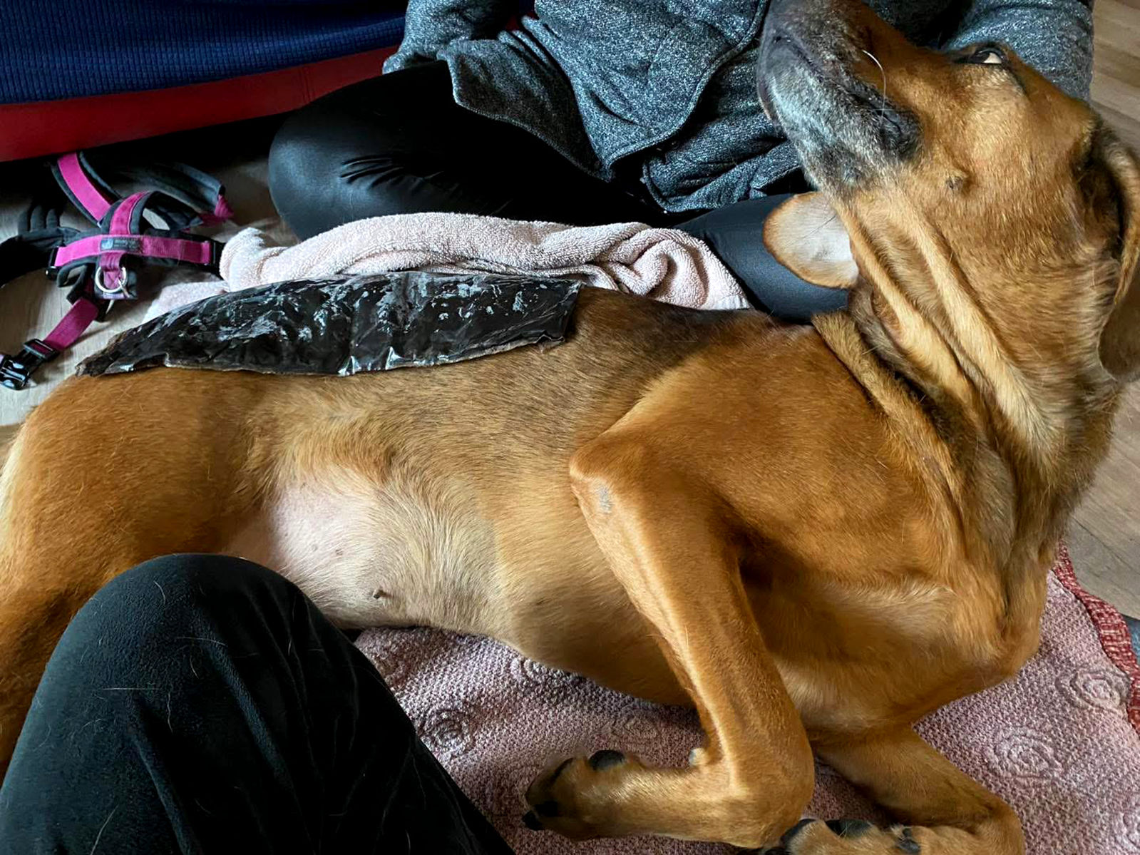 Vet Therapie Behandlung Hund