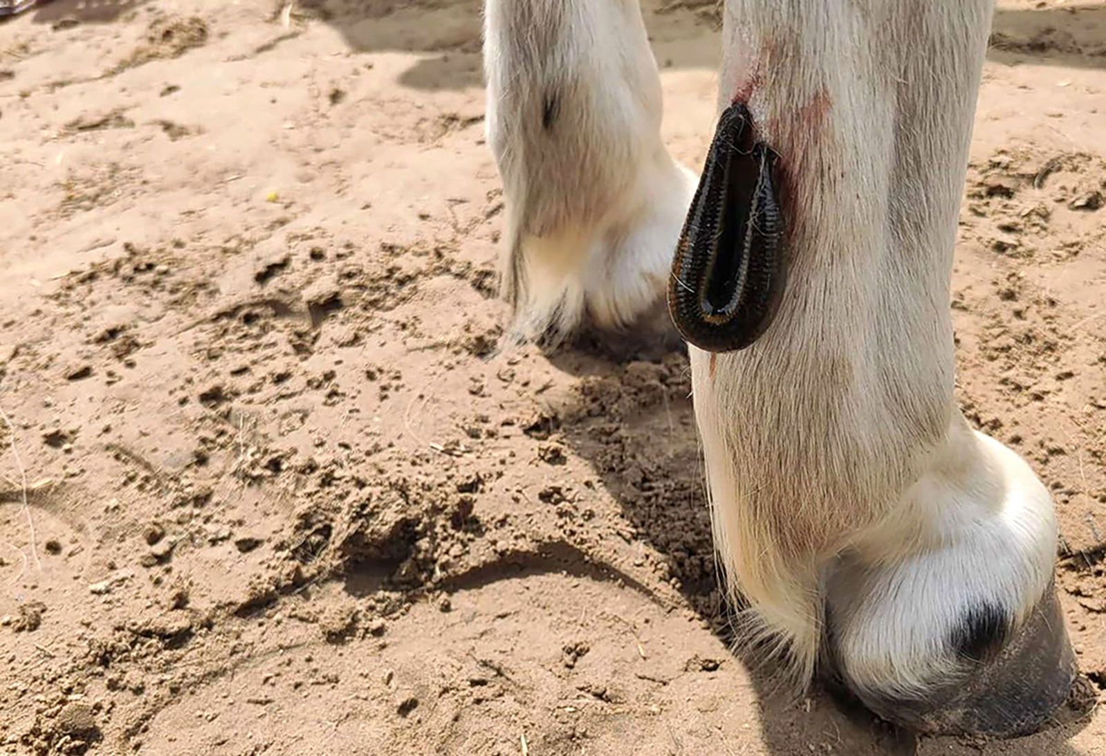 Vet Therapie Blutegel-Therapie