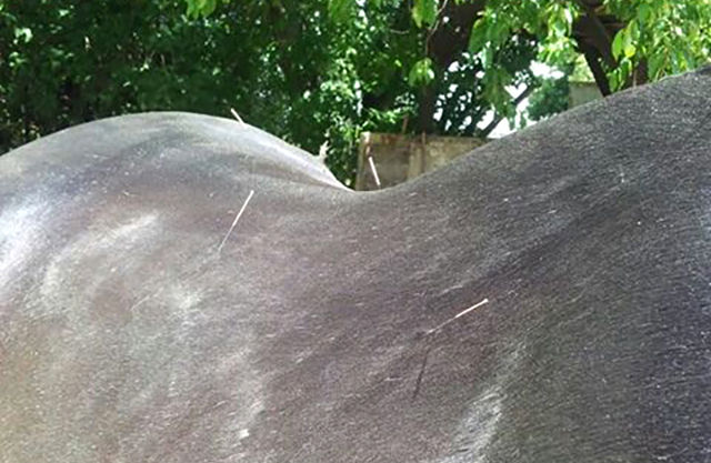 Vet Therapie Dry-Needling-Therapie