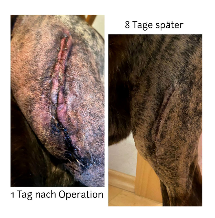 Vet Therapie Laserbehandlung
