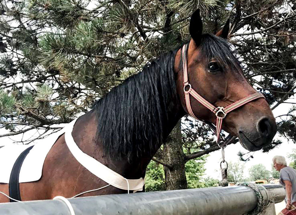 Vet Therapie Behandlung