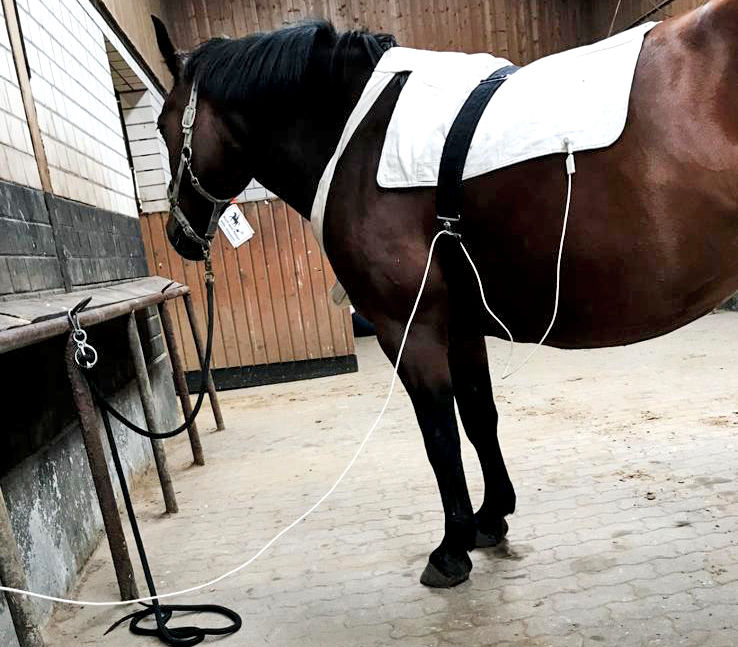 Vet Therapie Behandlung